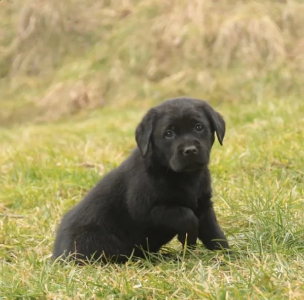 3 cuccioli di labrador cioccolato con pedigree | Foto 3