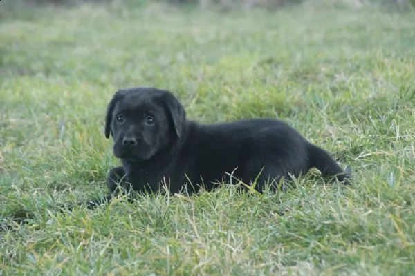 3 cuccioli di labrador cioccolato con pedigree | Foto 2