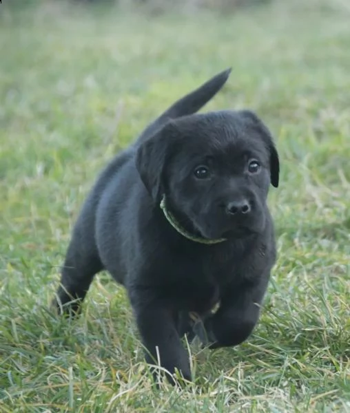 3 cuccioli di labrador cioccolato con pedigree | Foto 1