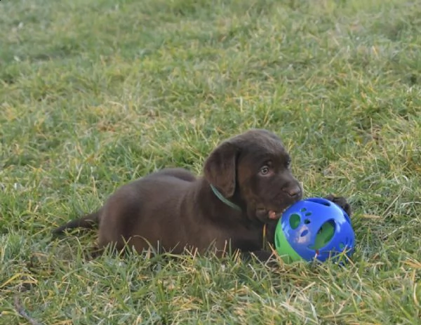 3 cuccioli di labrador cioccolato con pedigree