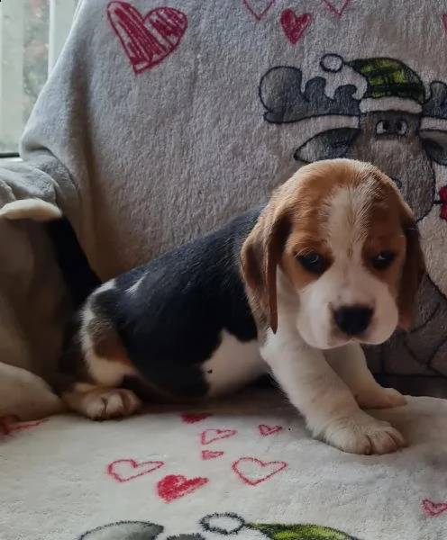 tre cuccioli di beagle cioccolato con pedigree | Foto 2