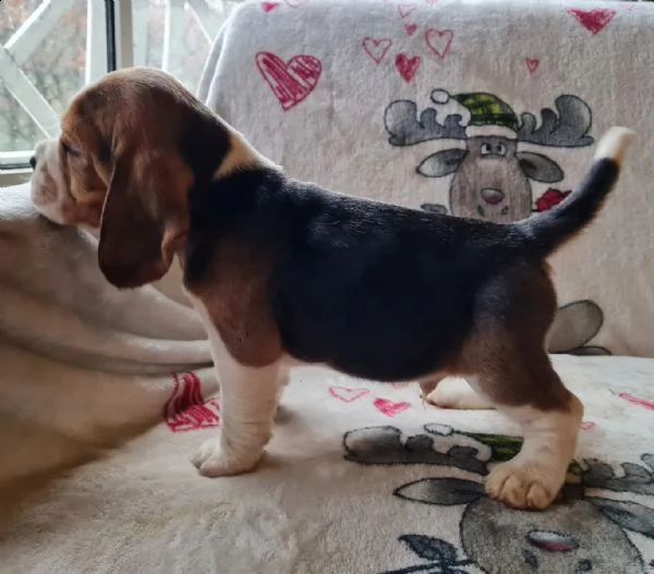 tre cuccioli di beagle cioccolato con pedigree | Foto 1