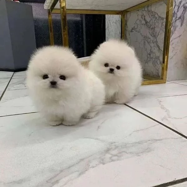bellissimovo lpino di pomerania (nano) | Foto 2