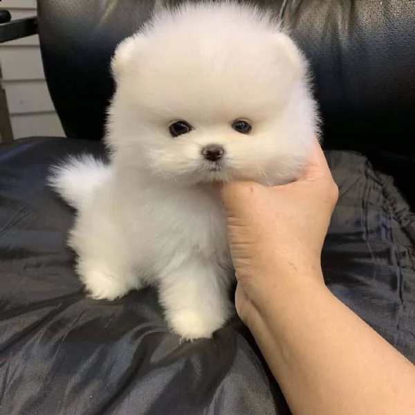 bellissimovo lpino di pomerania (nano) | Foto 1