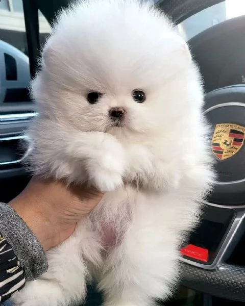 bellissimovo lpino di pomerania (nano)