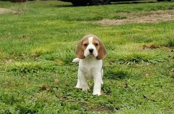 3 cuccioli beagle tricolore | Foto 3