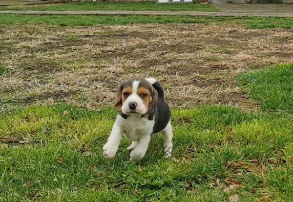 3 cuccioli beagle tricolore | Foto 2