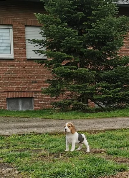 3 cuccioli beagle tricolore | Foto 1
