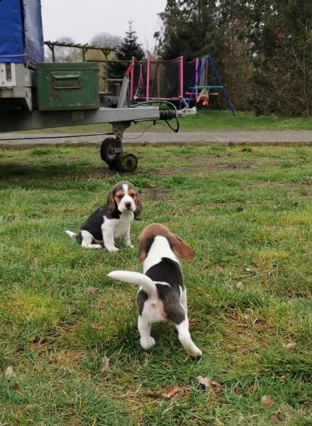 3 cuccioli beagle tricolore | Foto 0