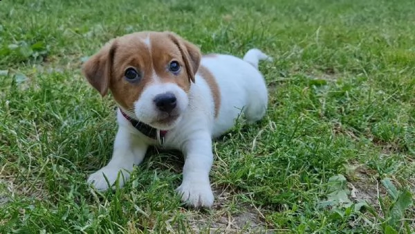 jack russell terrier cuccioli  | Foto 1