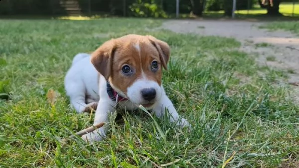 jack russell terrier cuccioli  | Foto 0