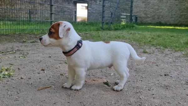jack russell terrier cuccioli 