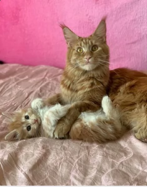 meravigliosi cuccioli di mainecoon | Foto 0