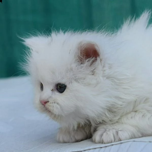 gattino persiano | Foto 0