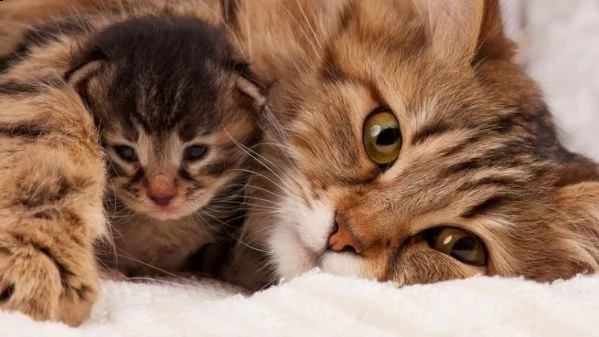 cerco gatto ipoallergico a pelo lungo