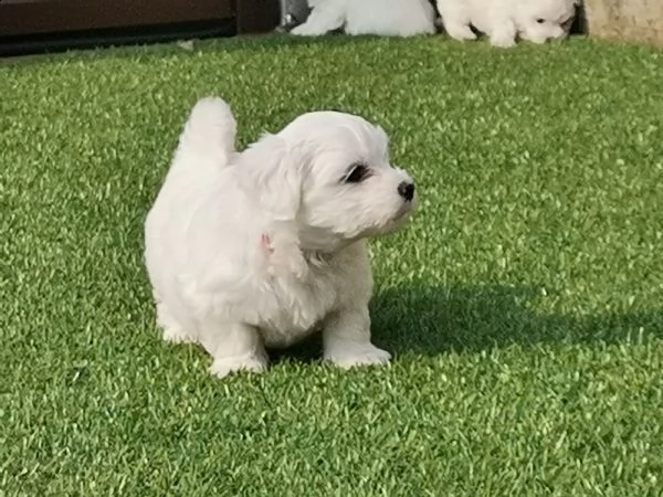 vendo cuccioli maltese  | Foto 3