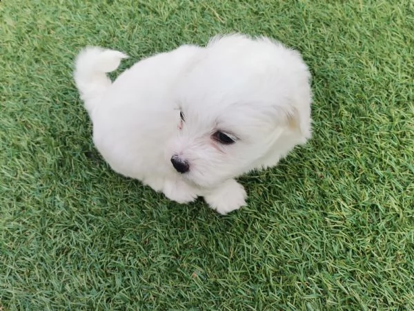 vendo cuccioli maltese  | Foto 2