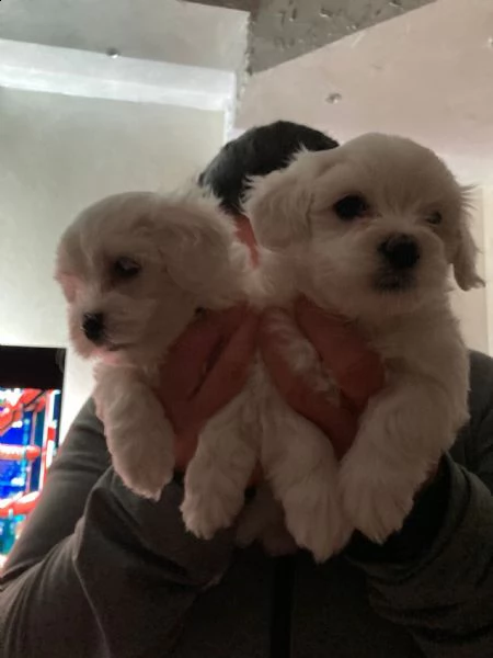 vendo cuccioli maltese 