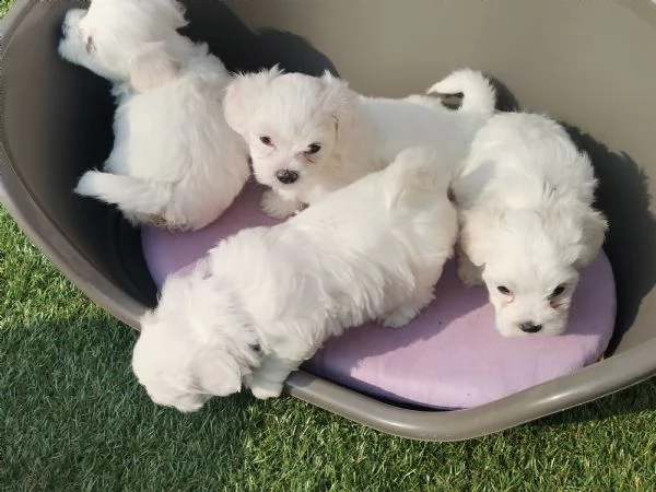 vendo cuccioli maltese  | Foto 1