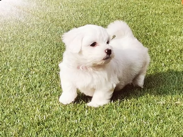 vendo cuccioli maltese  | Foto 0