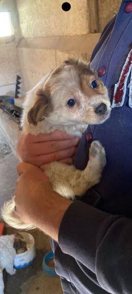 regalo tre cagnoline di due mesi  | Foto 2