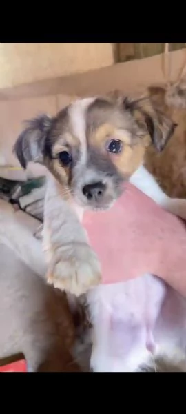 regalo tre cagnoline di due mesi  | Foto 1