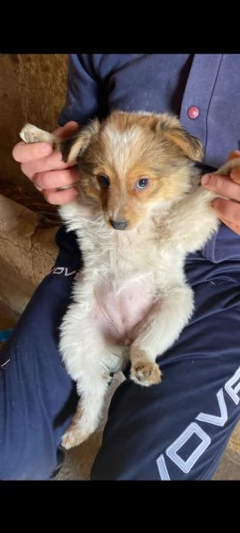 regalo tre cagnoline di due mesi 