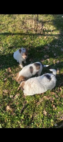 regalo tre cagnoline di due mesi  | Foto 0