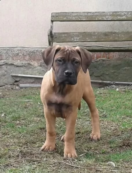 disponibili cuccioli di bullmastiff