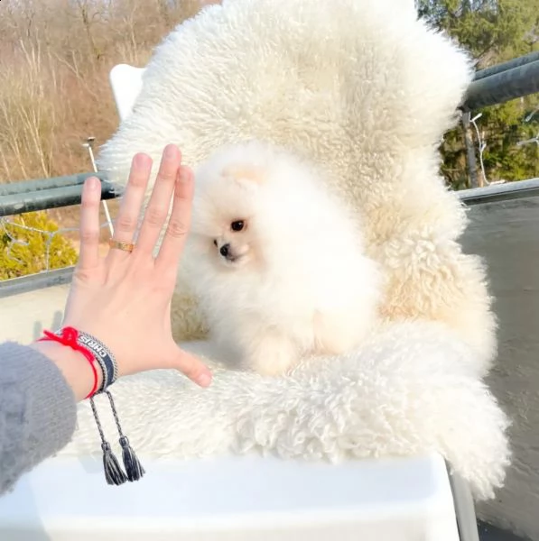 ultimissimo volpino della pomerania nano vaccinato | Foto 2