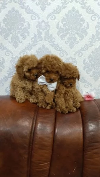 cuccioli di barboncino mini toy | Foto 3