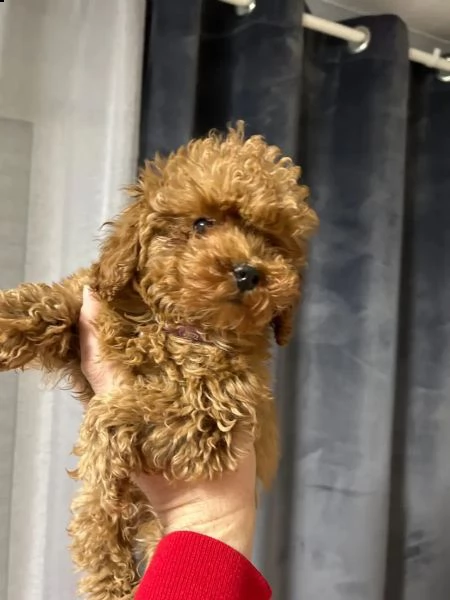 cuccioli di barboncino mini toy | Foto 2