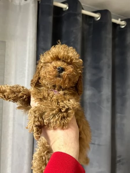 cuccioli di barboncino mini toy | Foto 1