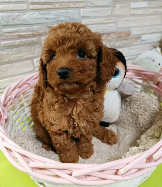 cuccioli di barboncino mini toy | Foto 0