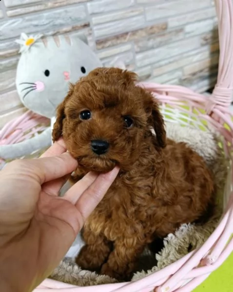 cuccioli di barboncino mini toy