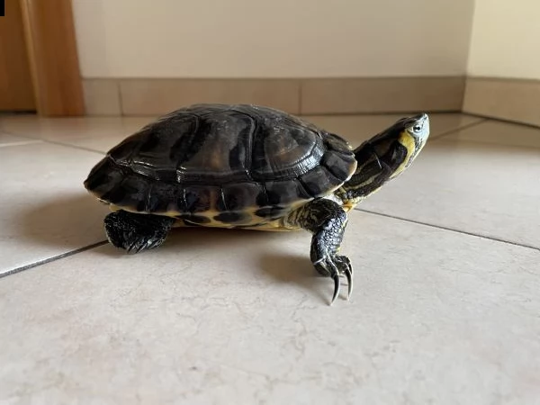 regalo tartaruga trachemys scripta e accessori   | Foto 3