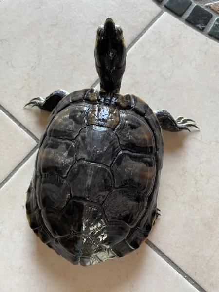 regalo tartaruga trachemys scripta e accessori   | Foto 0