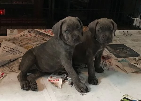  cane corso di pura razza maschi e femmine di qualit pronti subito e alla ricerca di una nuova ca