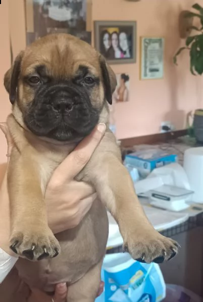 cuccioli di bullmastiff  | Foto 1