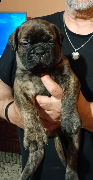 cuccioli di bullmastiff 