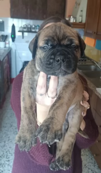 cuccioli di bullmastiff  | Foto 0
