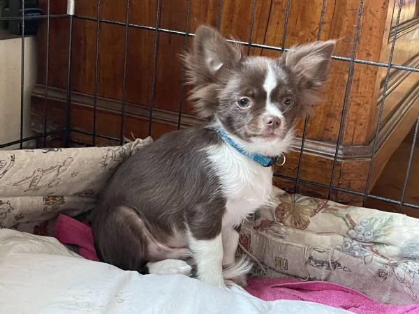 maschio chihuahua enci