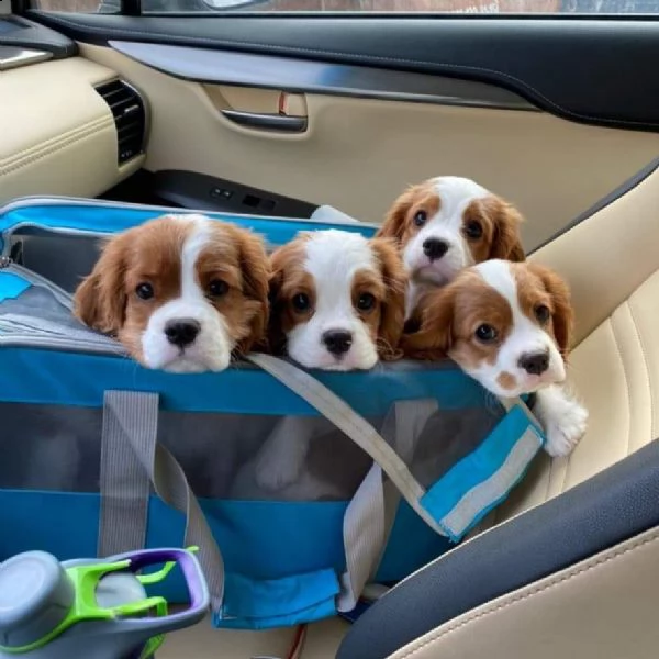 cucciolo cuccioli di cavalier king per l'adozione | Foto 2