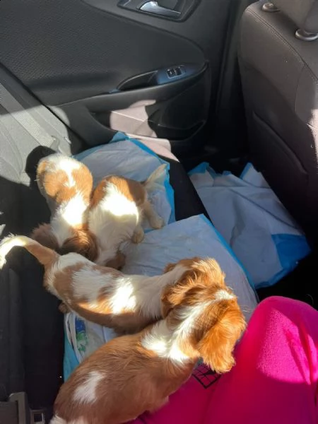 cucciolo cuccioli di cavalier king per l'adozione | Foto 1