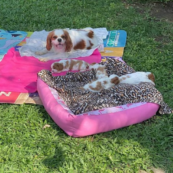 cucciolo cuccioli di cavalier king per ladozione | Foto 0