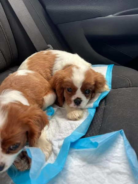 cucciolo cuccioli di cavalier king per ladozione