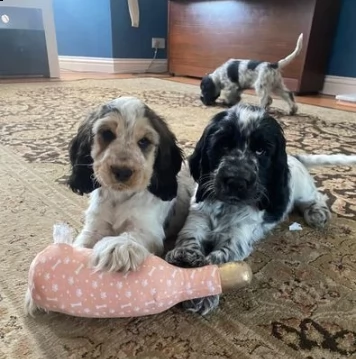 cocker spaniels inglese cuccioli