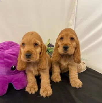 bellissimi cocker spaniel americano