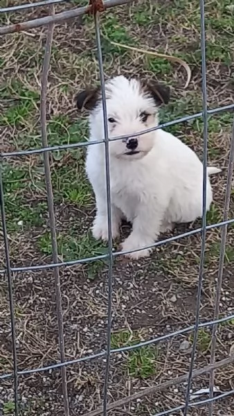 regalo cuccioli