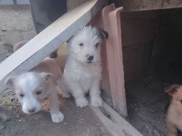 regalo cuccioli | Foto 2